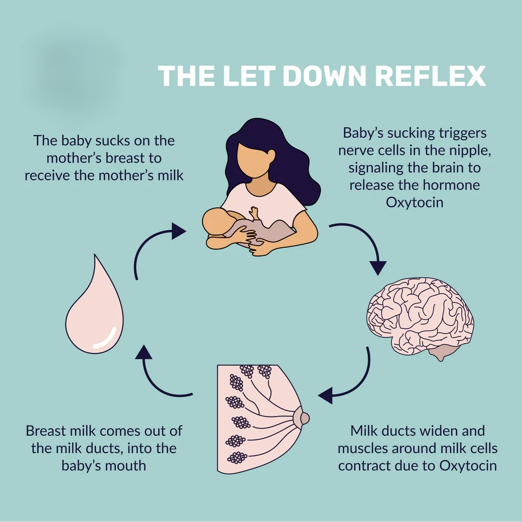 Milk Let-Down Reflex|right|300